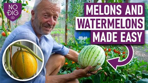 melontube porn|Melons Porn Movies